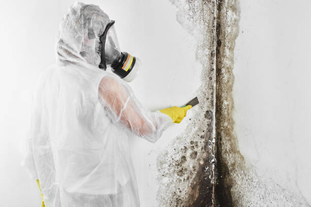 Best Home Mold Removal  in Courtland, VA