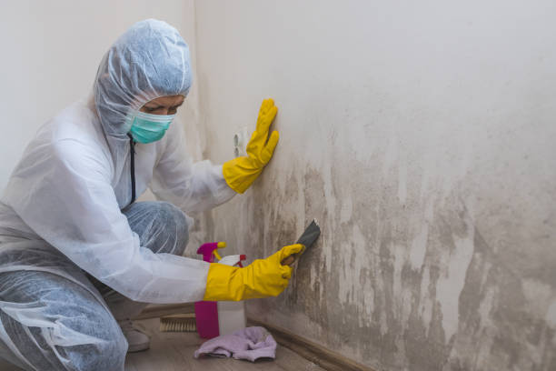 Best Best Mold Removal Companies  in Courtland, VA