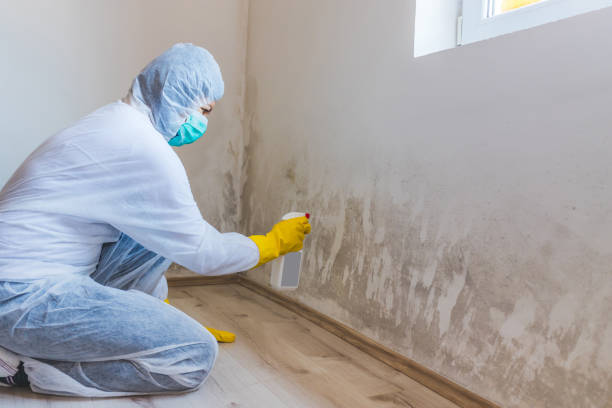 Best Mold Damage Repair  in Courtland, VA