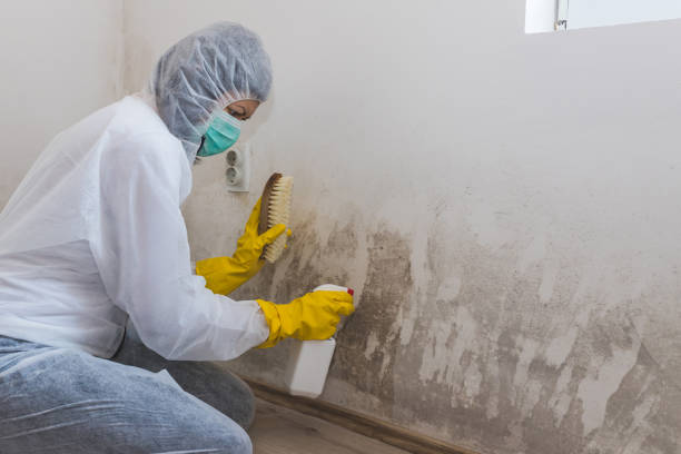 Best Fast Mold Removal  in Courtland, VA