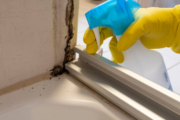 Best Attic Mold Removal  in Courtland, VA