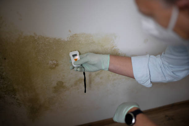 Best Certified Mold Removal  in Courtland, VA