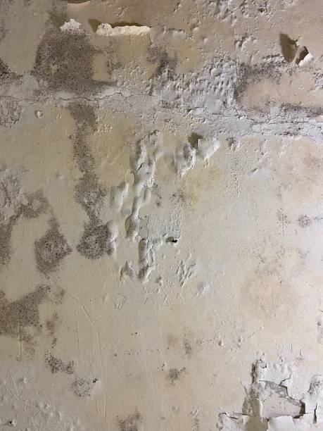 Best Certified Mold Removal  in Courtland, VA