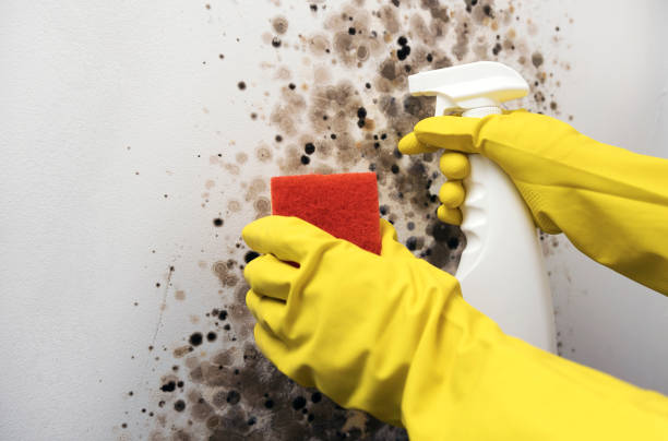 Best Mold Testing  in Courtland, VA