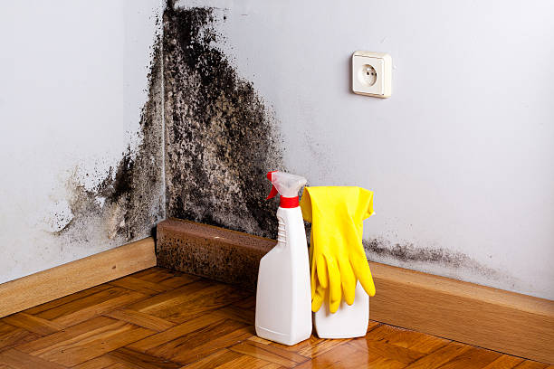 Best Crawl Space Mold Removal  in Courtland, VA