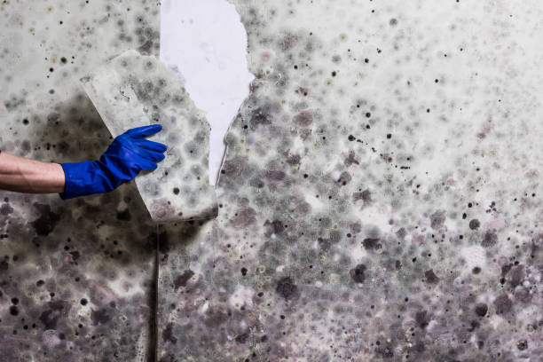 Best Black Mold Removal  in Courtland, VA