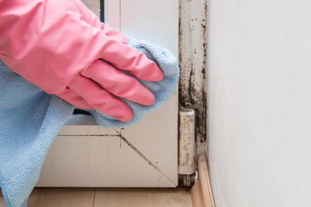 Best Water Damage Restoration  in Courtland, VA